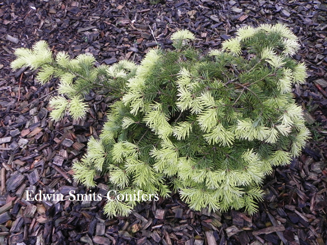 Abies balsamea 'Old Ridge'